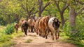 Cattleman and the livestock walking on the gravel road. Rural villages and cultural scenery in Anuradhapura, Sri Lanka