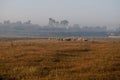 The cattleman and sheep that pasturing in the meadow of brown color far away. Foggy weather. Early autumn. Morning