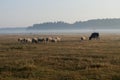 The cattleman and sheep that pasturing in the meadow of brown color far away. Foggy weather. Early autumn. Morning