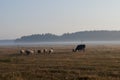 The cattleman and sheep that pasturing in the meadow of brown color far away. Foggy weather. Early autumn. Morning