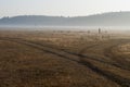 The cattleman and sheep that pasturing in the meadow of brown color far away. Foggy weather. Early autumn. Morning