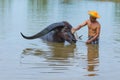 Cattleman without shirt bathing buffalo