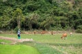 cattleman take group of cows to eat grass on farm in summer