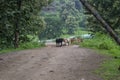 Cattles of Cow Family Standing on the Road in the Forest