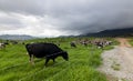 Cattles at a dairy farm