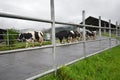 Cattles at Desa Dairy Farm Kundasang