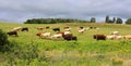 Cattles in a farm field in rural Prince Edward Island,