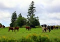 Cattles in a farm field in rural Prince Edward Island,