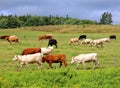 Cattles in a farm field in rural Prince Edward Island,