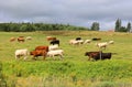 Cattles in a farm field in rural Prince Edward Island,