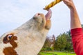 Cattles at the meadow eating rolls