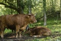 Cattles on a Meadow