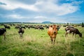 Cattles in New Zealand