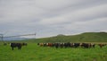 Cattles in the ranch in New Zealan