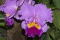 Cattleya Drumbeat Heritage Orchid