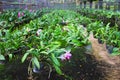 Cattleya in farm for sale and export
