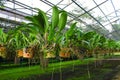 Cattleya in farm for sale and export