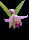 Cattleya mantini orchid Royalty Free Stock Photo