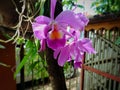 Cattleya mossiae close up photo Royalty Free Stock Photo