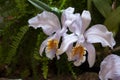 Cattleya mossiae coerulea is a genus in the orchid family Orchidaceae Royalty Free Stock Photo