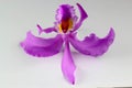 Cattleya mossiae, Venezuelan orchid, white background Royalty Free Stock Photo