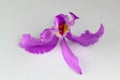 Cattleya mossiae, Venezuelan orchid, white background Royalty Free Stock Photo