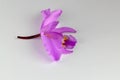 Cattleya mossiae, Venezuelan orchid, white background Royalty Free Stock Photo