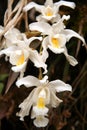 Cattleya Orchid Royalty Free Stock Photo