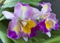 Cattleya orchid Royalty Free Stock Photo