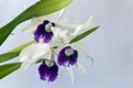 Cattleya orchid Royalty Free Stock Photo