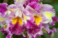 Cattleya Orchid