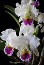 Cattleya orchid