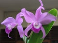 Cattleya orchid blooming in the garden, Orchid endemic, small to medium sized, unifoliate, warm to cool growing epiphyte Royalty Free Stock Photo