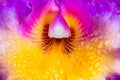 Cattleya Orchid Royalty Free Stock Photo