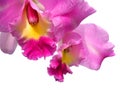 Cattleya orchid flower isolated on white