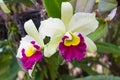 Cattleya orchid Royalty Free Stock Photo