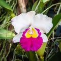 Cattleya orchid hybrids. Beautiful orchid blooming in garden