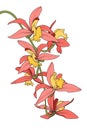 Cattleya orchid phalaenopsis branch bouquet isolated on white background. Coral pink yellow exotic tropical flowers.