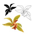 Cattleya orchid phalaenopsis cambria isolated flower collection set. Botanical floral vector design illustration.