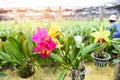 Cattleya Orchids farm - pink and yellow beautiful colorful orchid flower in the nature farm nursery plant Royalty Free Stock Photo