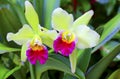 Cattleya orchids