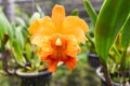 Cattleya Orchids - orange and red beautiful colorful orchid flower in the nature farm nursery plant Royalty Free Stock Photo