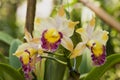 Cattleya orchids.