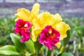 Cattleya Orchids - pink and yellow beautiful colorful orchid flower in the nature farm nursery plant Royalty Free Stock Photo