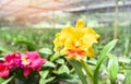Cattleya Orchids / red and yellow beautiful colorful orchid flower in the nature farm nursery plant Royalty Free Stock Photo