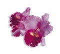 Cattleya pink