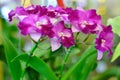 Cattleya pink flowers.