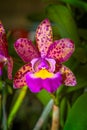 Cattleya Pink Jaguar - Orchid Hybrid.