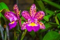 Cattleya Pink Jaguar - Orchid Hybrid.