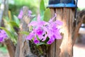 Cattleya pink orchid